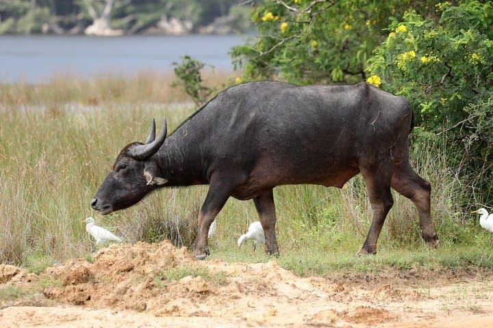 Wilpattu National Park Day Safari from Negombo — Leopard, Elephant & Birdwatching Excursion photo 2