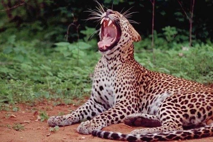 Yala National Park Full-Day Private Safari from Colombo or Negombo