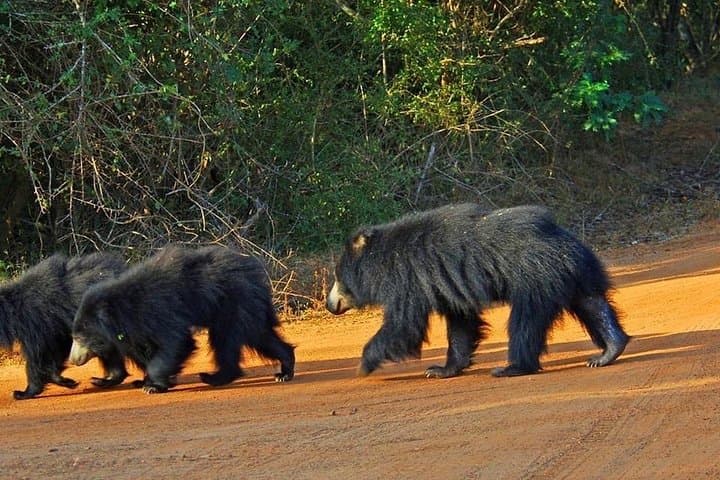 Yala National Park Full-Day Private Safari from Colombo or Negombo photo 2