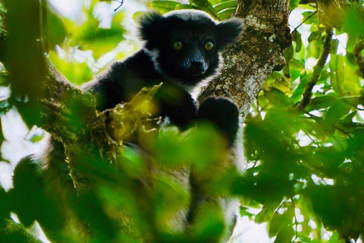 Two-Day Andasibe National Park Wildlife Tour: Indri, Night Walks & Rainforest Trails
