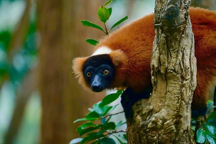 Two-Day Andasibe National Park Wildlife Tour: Indri, Night Walks & Rainforest Trails photo 2