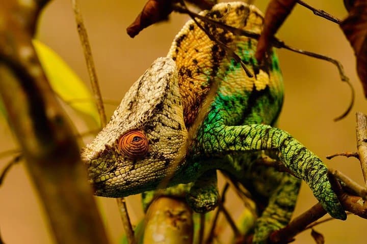 Two-Day Andasibe National Park Wildlife Tour: Indri, Night Walks & Rainforest Trails photo 4