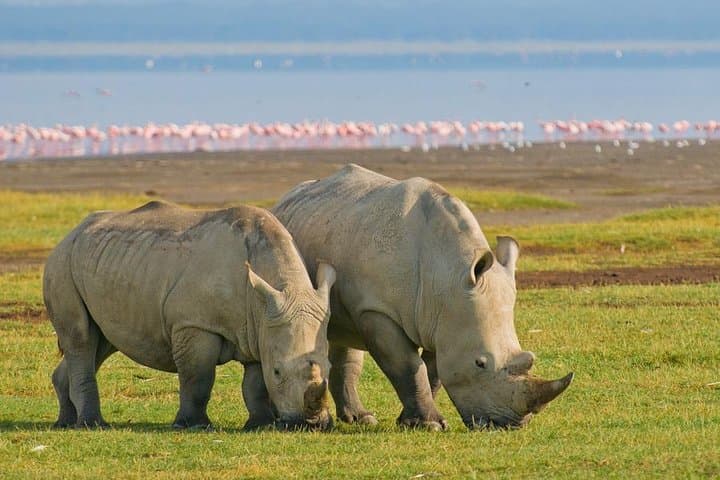 Ultimate 9-Day Safari Through Samburu, Nakuru, Masai Mara & Amboseli