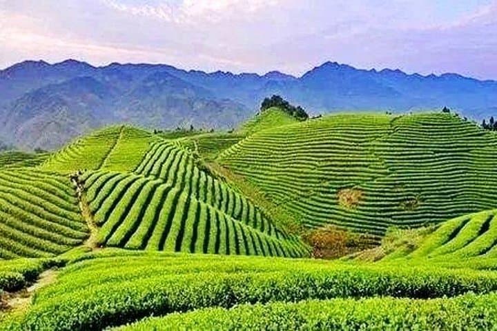 2-Day Mount Wuyi Private Tour From Shanghai — Bullet Train, Bamboo Rafting & Tea Culture photo 4