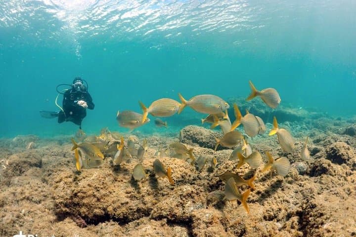 Two-Dive Package for Certified Divers in Gran Canaria: Best Sites & What to Expect photo 3