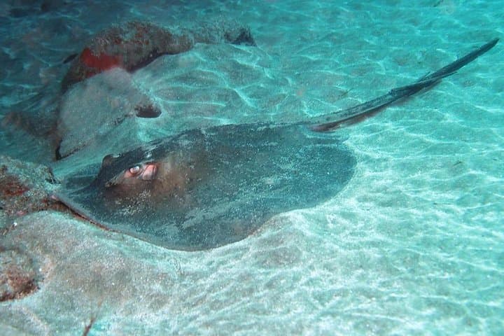 Two-Dive Package for Certified Divers in Gran Canaria: Best Sites & What to Expect