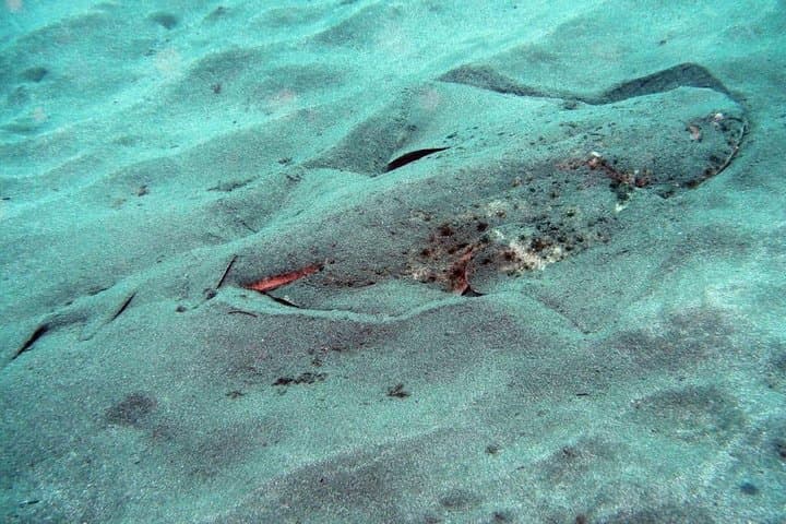 Two-Dive Package for Certified Divers in Gran Canaria: Best Sites & What to Expect photo 5