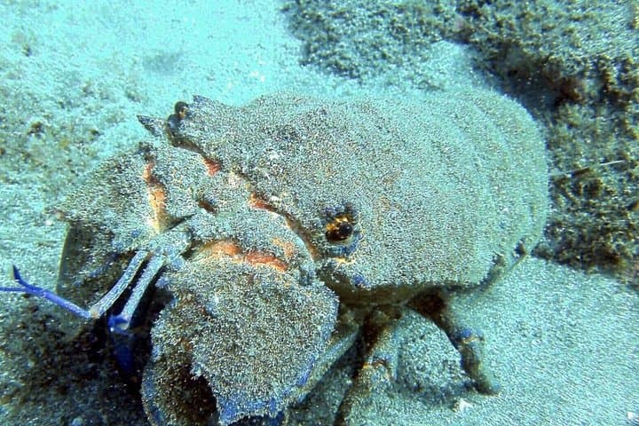 Two-Dive Package for Certified Divers in Gran Canaria: Best Sites & What to Expect photo 6