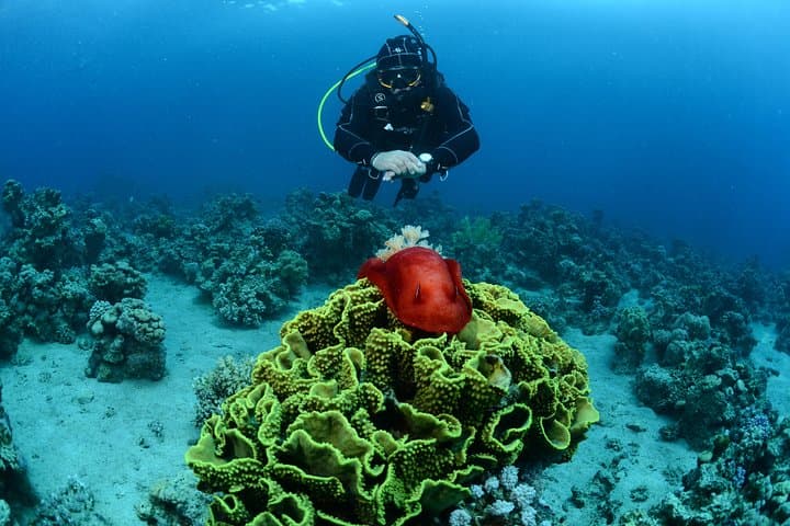 Aqaba Shore Certified Diving — Two Guided Dives at South Beach photo 4