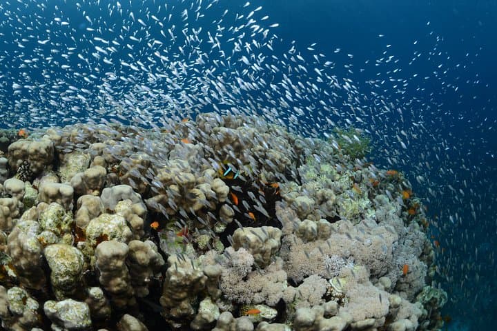 Aqaba Shore Certified Diving — Two Guided Dives at South Beach photo 3