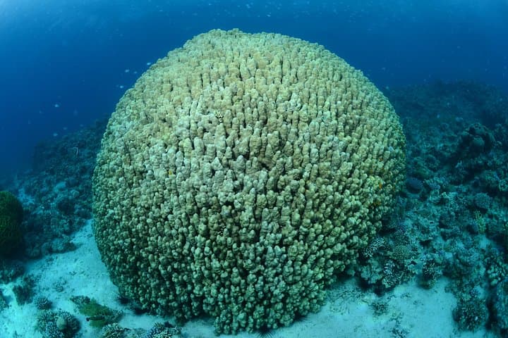 Aqaba Shore Certified Diving — Two Guided Dives at South Beach photo 6