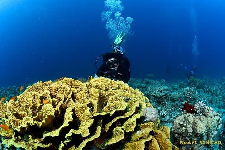 Aqaba South Beach Introductory SCUBA Dive — One Guided Shore Dive photo 5