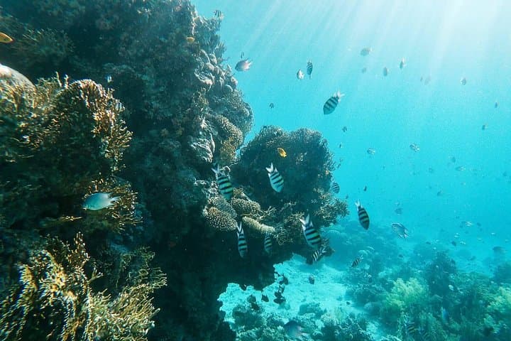 Aqaba Shore Snorkeling: Two-Hour South Beach Reef Excursion photo 2