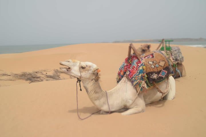 Essaouira Coastal Camel Ride — 2-Hour Beach Experience on Dromedaries photo 5