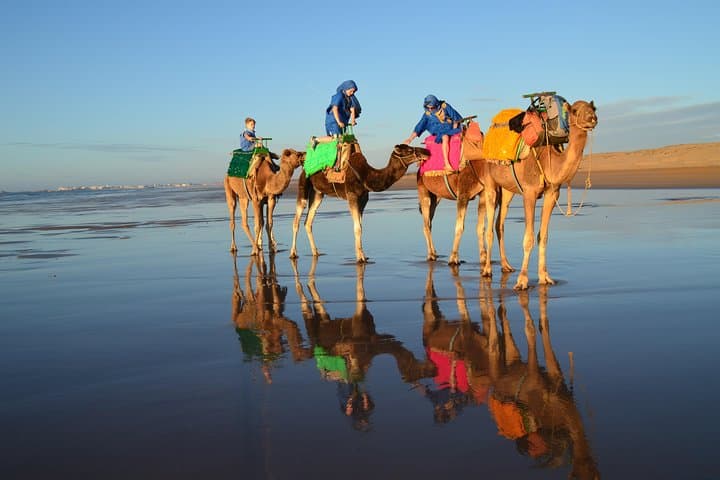 Essaouira Coastal Camel Ride — 2-Hour Beach Experience on Dromedaries photo 6