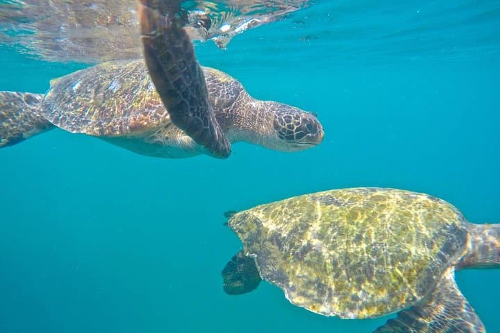 Coastal Diving in Machalilla National Park: Reefs, Turtles & Whale Season photo 5