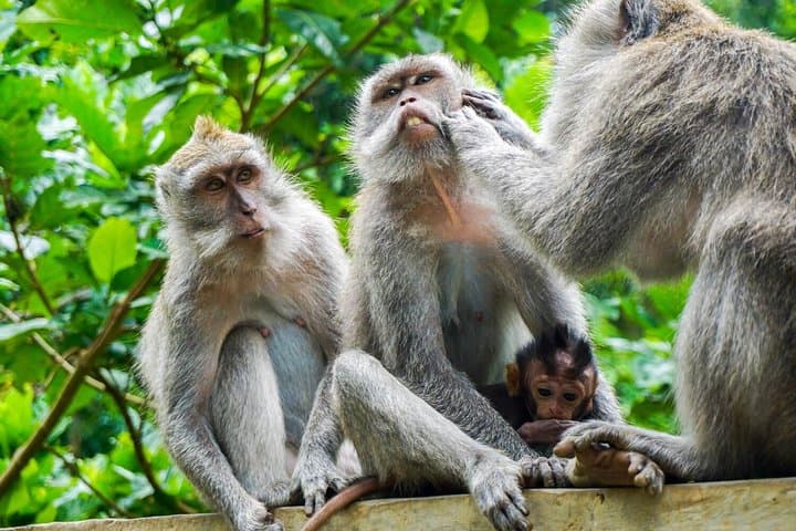 Private Bali Car Charter: Flexible Ubud Day Tours by Air-Conditioned Minivan photo 3