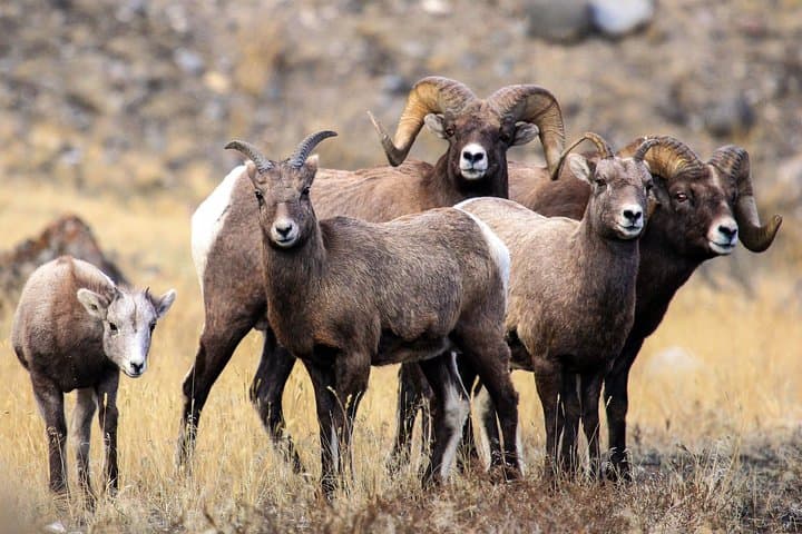 Yellowstone Upper Loop Private Tour — Mammoth Hot Springs, Canyon, Dunraven Pass & Wildlife photo 4