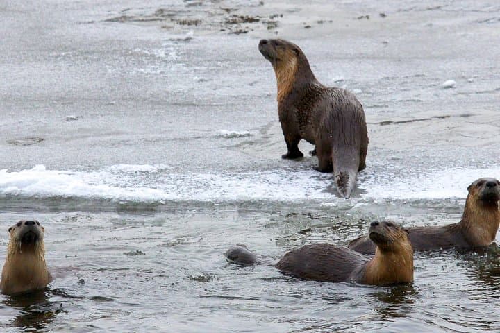 Yellowstone Wolf & Wildlife Private Tour — Lamar Valley Sunrise Safari with Lunch photo 5