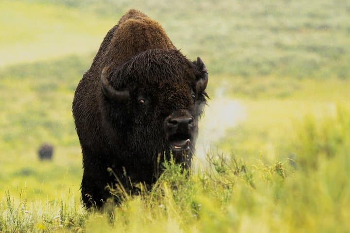 Yellowstone Wolf & Wildlife Private Tour — Lamar Valley Sunrise Safari with Lunch photo 6