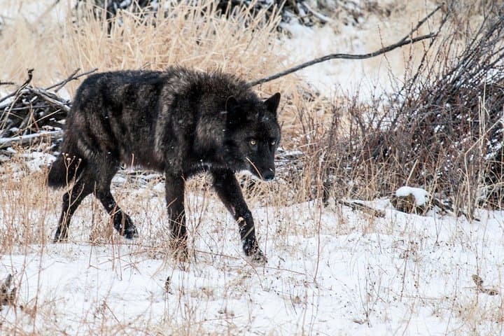 Yellowstone Wolf & Wildlife Private Tour — Lamar Valley Sunrise Safari with Lunch