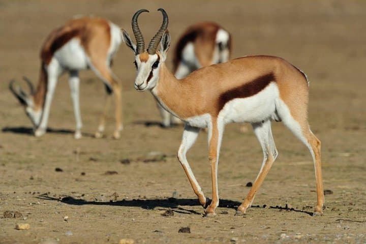 Cape Town to Johannesburg: 13-Day Best of South Africa Safari & Garden Route Adventure photo 5