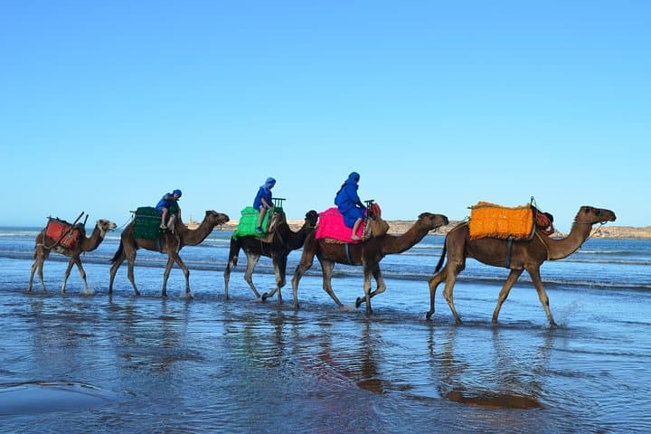 Essaouira Half-Day Dromedary Ride to Cap Sim Dunes with Beach Meal photo 4