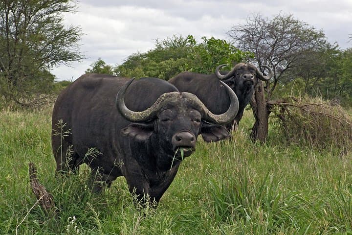 3-Day iSimangaliso Wetland & Hluhluwe‑Imfolozi Safari from Durban photo 3