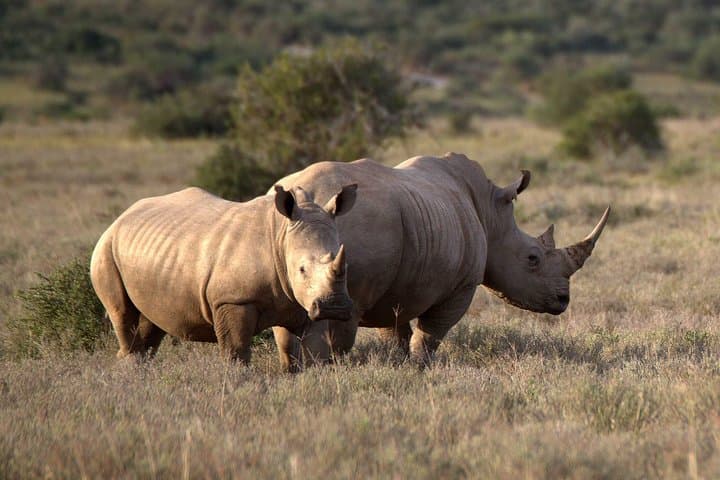 Cape Town to Johannesburg: 13-Day Best of South Africa Safari & Garden Route Adventure photo 3