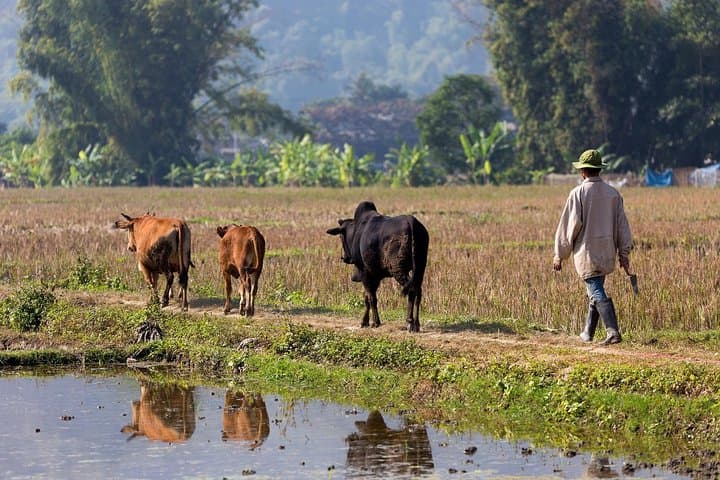 Village Walking Tour Siem Reap: 2-Hour Immersion in Cambodian Rural Life photo 5