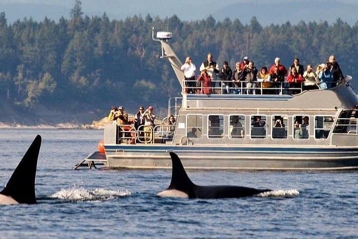 Mirissa Whale Watching: Day Trip from Galle, Hikkaduwa & Bentota