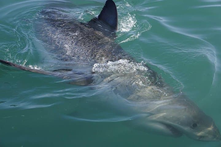 Gansbaai Shark Viewing Cruise: Dry-Deck Great White Encounters Near Dyer Island