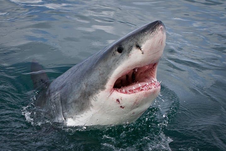 Gansbaai Shark Viewing Cruise: Dry-Deck Great White Encounters Near Dyer Island photo 2