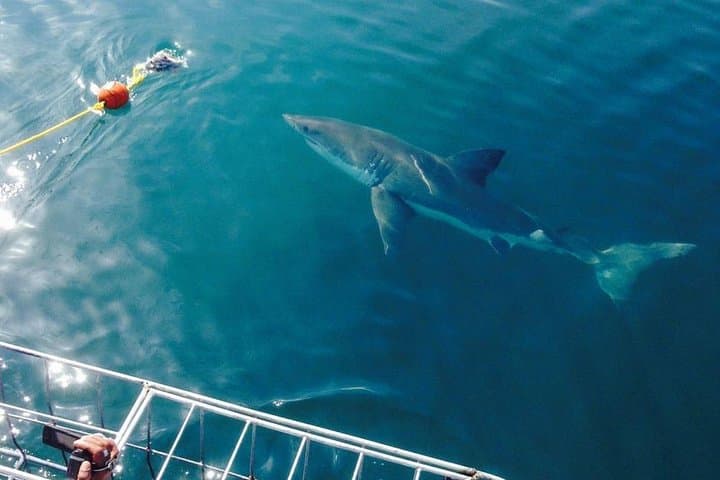 Gansbaai Shark Viewing Cruise: Dry-Deck Great White Encounters Near Dyer Island photo 3