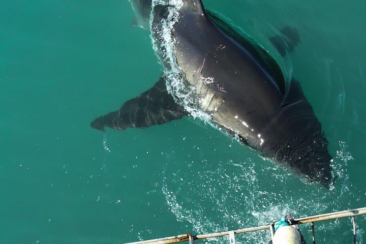 Gansbaai Shark Viewing Cruise: Dry-Deck Great White Encounters Near Dyer Island photo 4