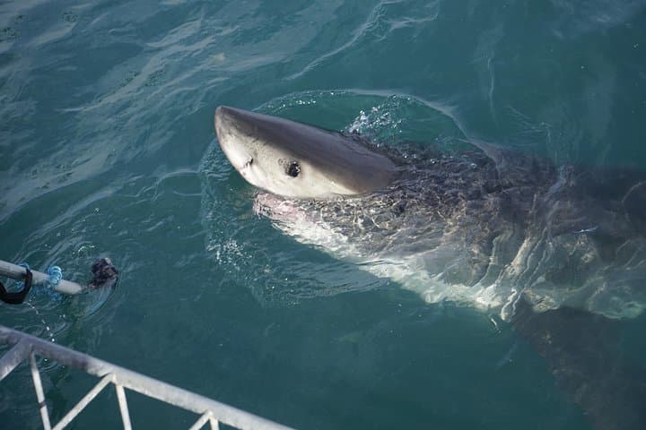 Gansbaai Shark Viewing Cruise: Dry-Deck Great White Encounters Near Dyer Island photo 5