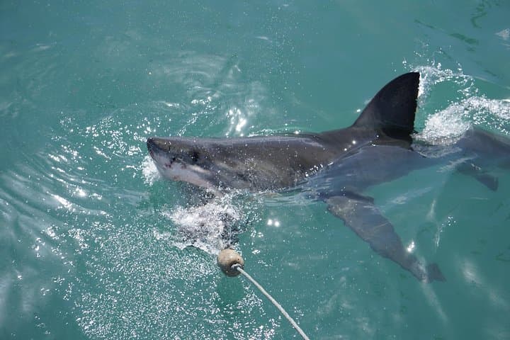 Gansbaai Shark Viewing Cruise: Dry-Deck Great White Encounters Near Dyer Island photo 6