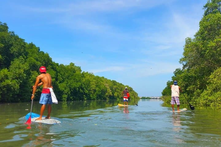 Stand-Up Paddle Boarding Abu Dhabi Mangroves — Guided Pickup & Drop-Off