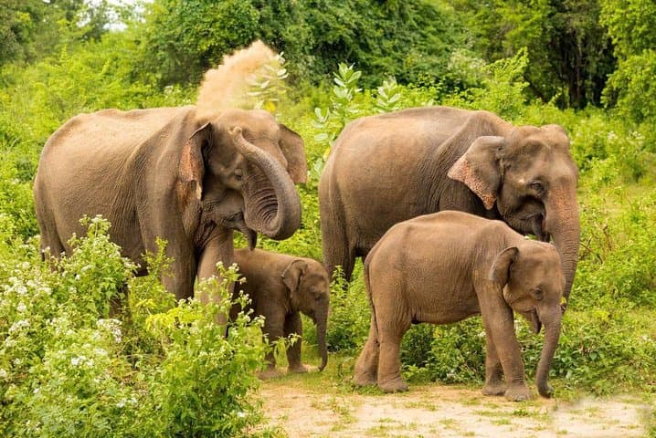 Udawalawe National Park Day Safari from Negombo — Full-Day Jeep Wildlife Experience photo 4