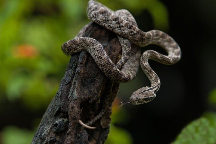 Udawalawe National Park Day Safari from Negombo — Full-Day Jeep Wildlife Experience photo 5