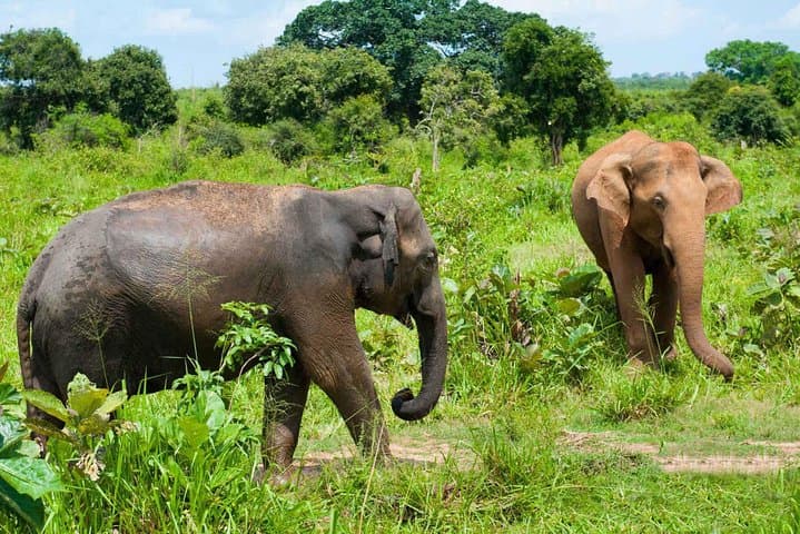 Udawalawe National Park Day Safari from Negombo — Full-Day Jeep Wildlife Experience photo 6