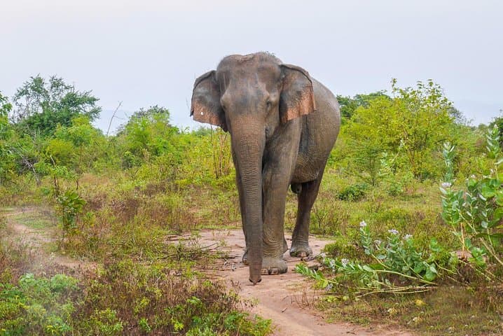 Udawalawe National Park Day Safari from Negombo — Full-Day Jeep Wildlife Experience