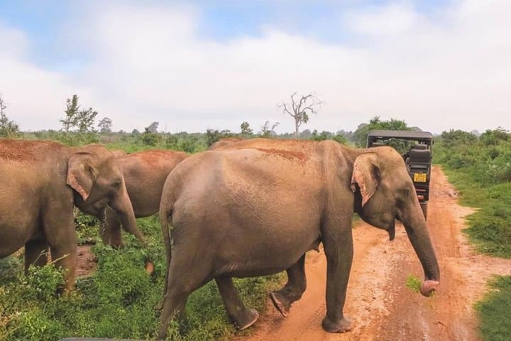 Udawalawe National Park Day Safari from Negombo — Full-Day Jeep Wildlife Experience photo 3