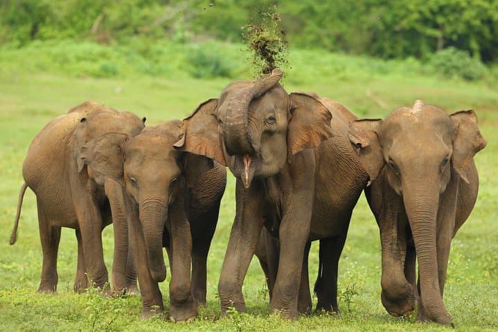 Udawalawe National Park Day Safari from Negombo — Full-Day Jeep Wildlife Experience photo 2