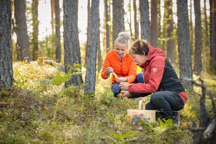 Foraging Wildfood in the Finnish Forest: Berries, Herbs & Mushrooms