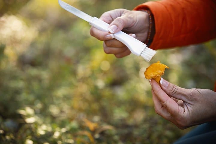 Foraging Wildfood in the Finnish Forest: Berries, Herbs & Mushrooms photo 3