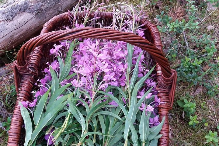 Foraging Wildfood in the Finnish Forest: Berries, Herbs & Mushrooms photo 4