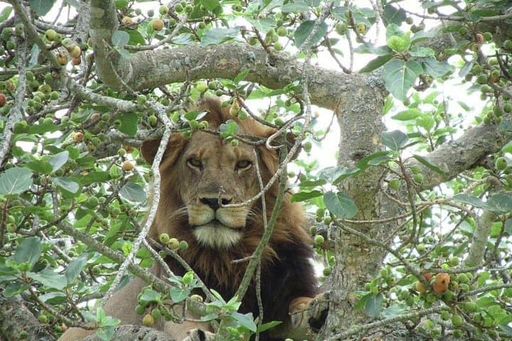 3-Day Medley: Queen Elizabeth National Park Safari & Chimpanzee Trekking photo 2