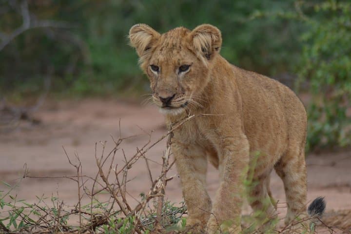 Classic 8-Day Uganda Primate Safari: Gorillas, Chimpanzees & Kazinga Cruise photo 3