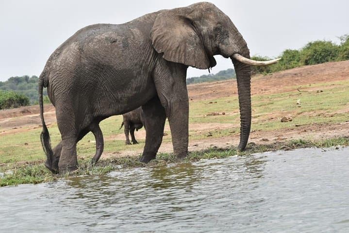 Classic 8-Day Uganda Primate Safari: Gorillas, Chimpanzees & Kazinga Cruise photo 4